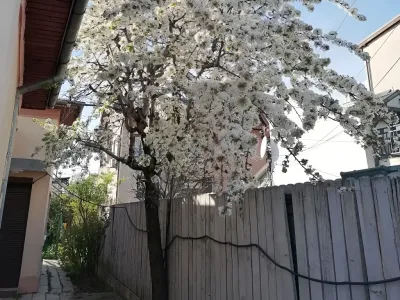 curte cu pomi casa vanzare cumparare Sector 1 Bucuresti
